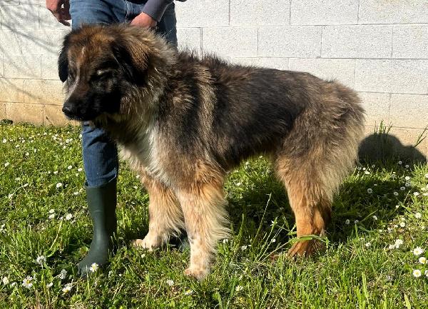 PRUGNA CAGNOLONA STUPENDA Foto 3